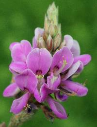 Image of Desmodium canadense