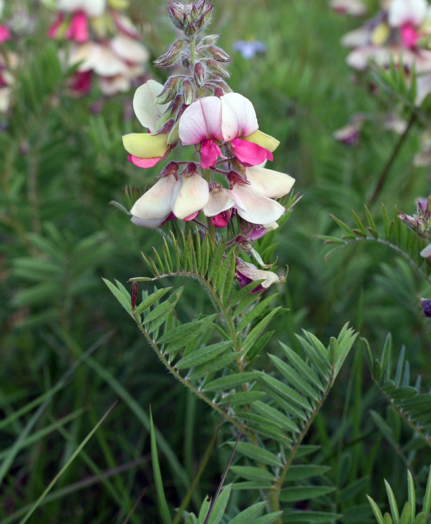 Tephrosia virginiana image