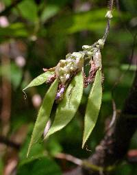 Amphicarpaea bracteata image