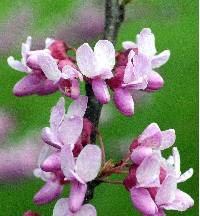 Image of Cercis canadensis