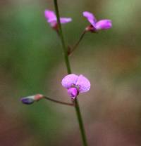 Image of Desmodium marilandicum