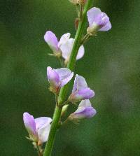 Desmodium sessilifolium image