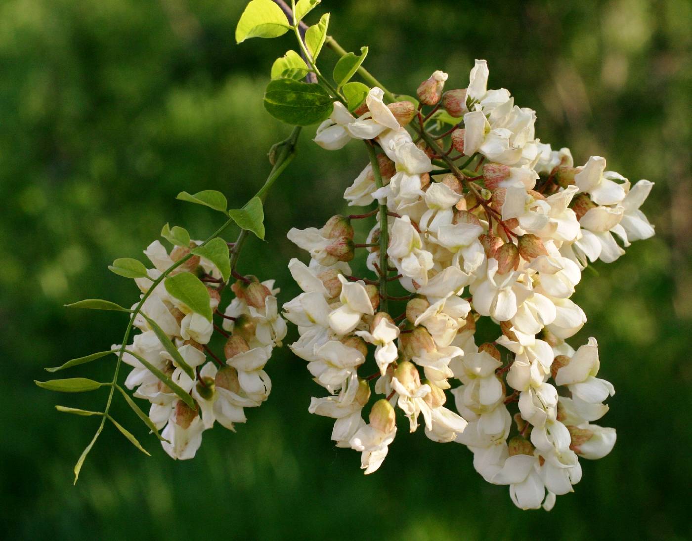 Robinia pseudoacacia image