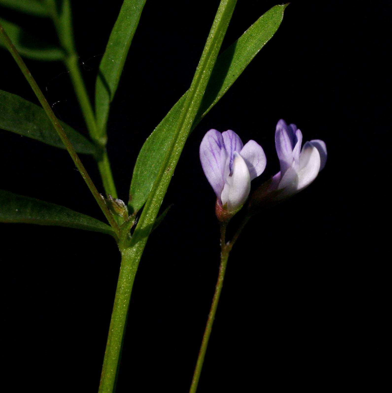 Vicia tetrasperma image