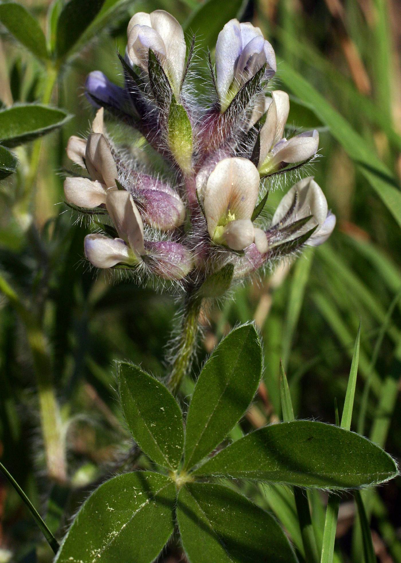 Psoralea esculenta image