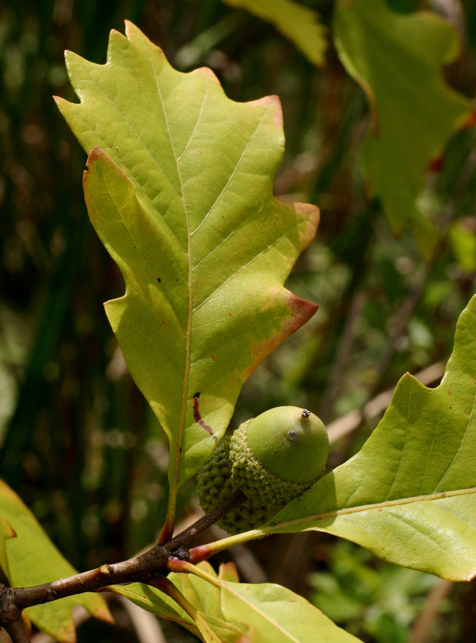 Quercus bicolor image