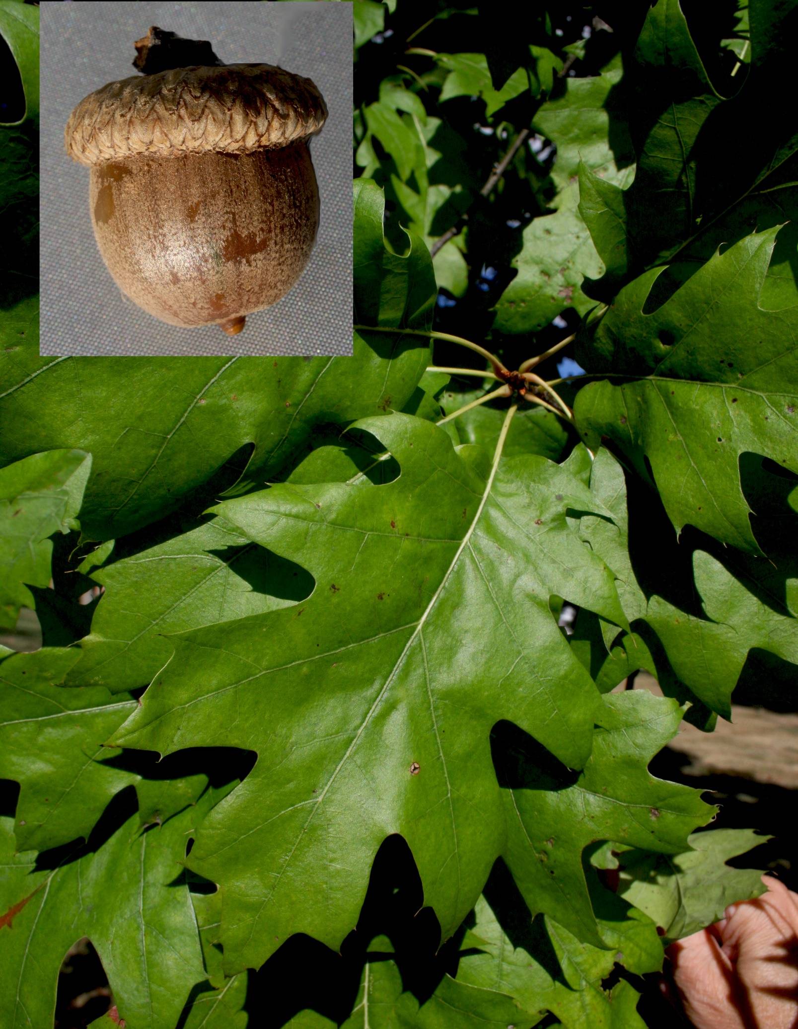 Quercus rubra image