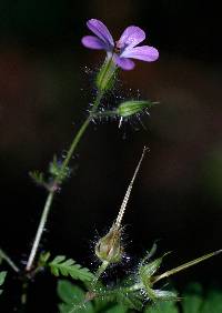 Image of Geranium robertianum