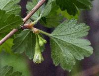 Image of Ribes hirtellum