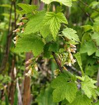 Image of Ribes americanum