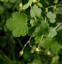 Image of Ribes cynosbati