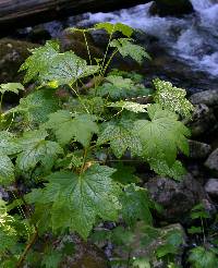 Image of Ribes bracteosum