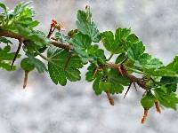 Image of Ribes missouriense