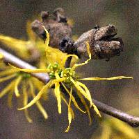 Image of Hamamelis virginiana