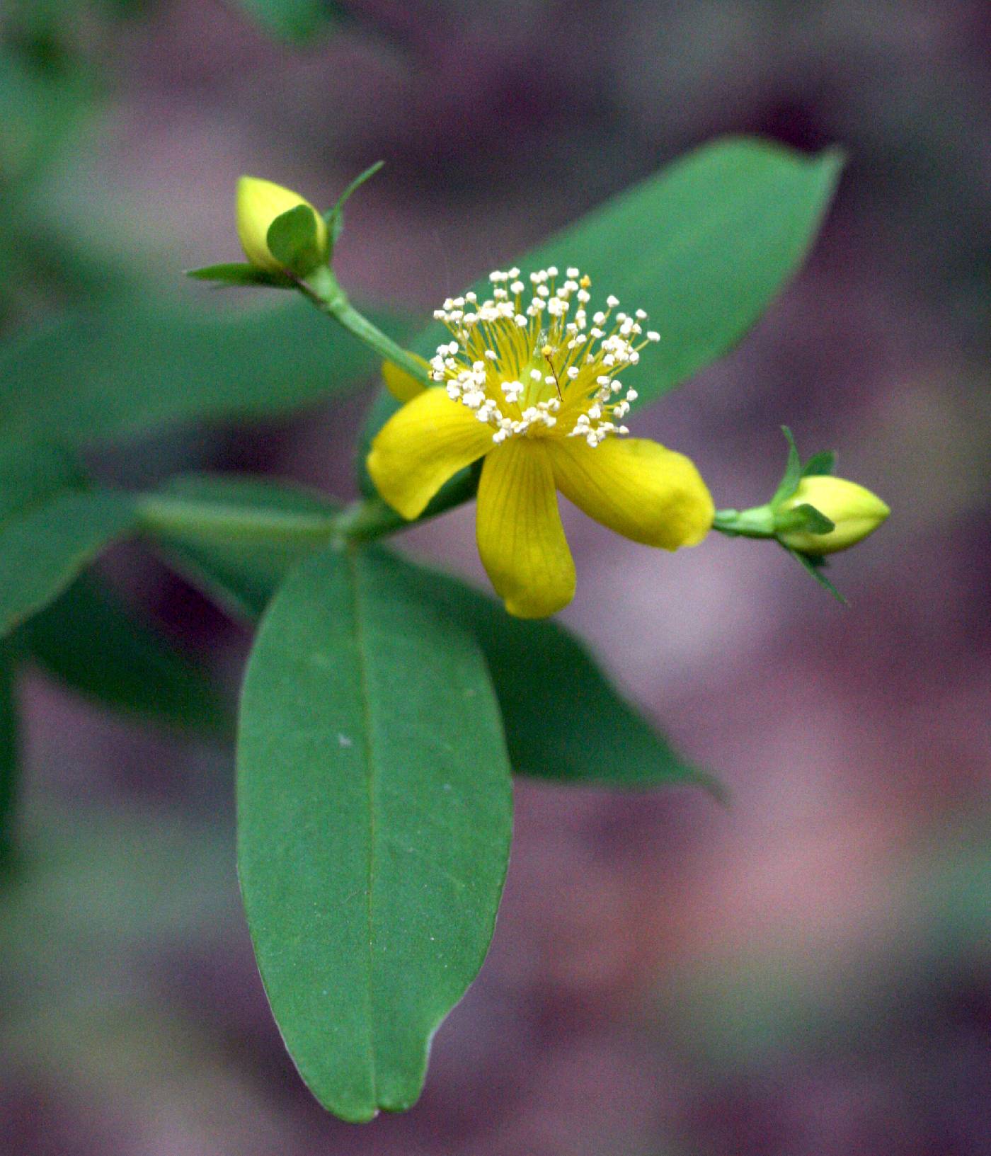 Hypericum cistifolium image