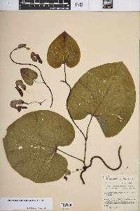 Image of Aristolochia macrophylla