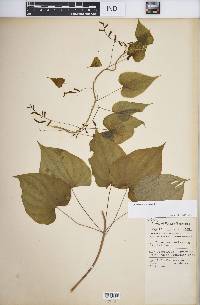 Dioscorea villosa image