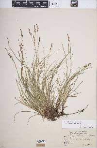 Image of Carex austrolucorum