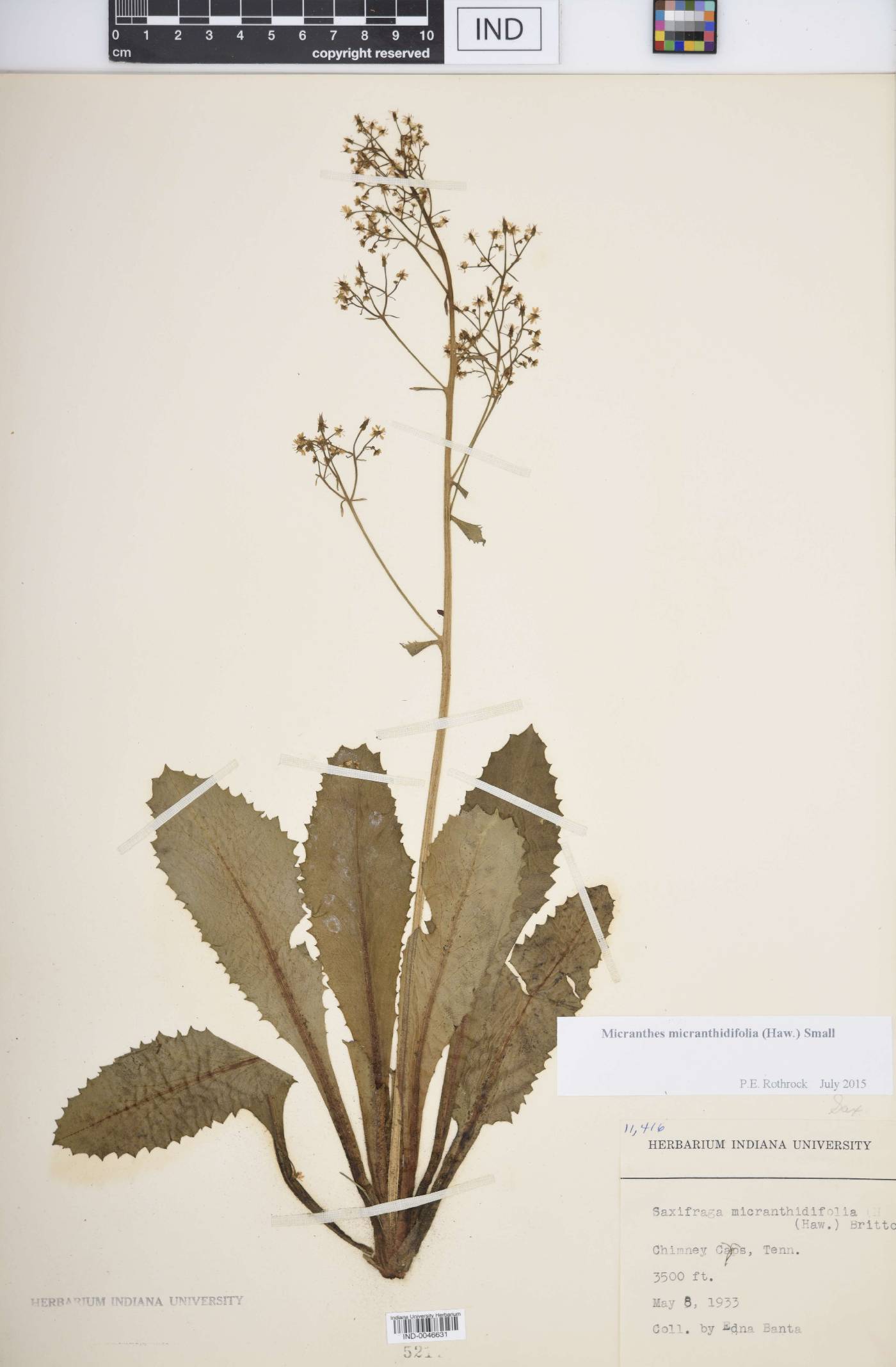 Micranthes micranthidifolia image