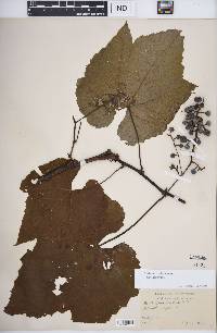 Vitis aestivalis image