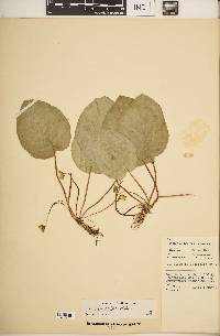 Image of Viola rotundifolia