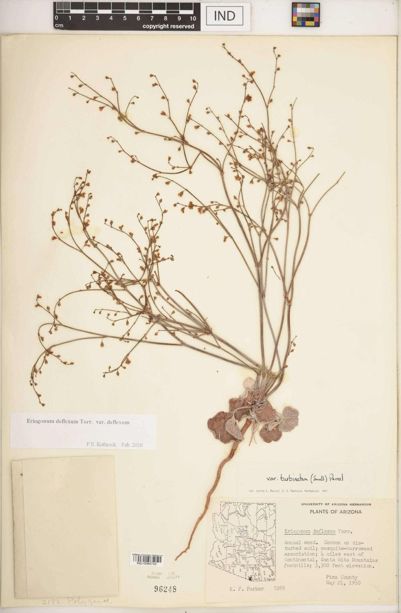 Eriogonum deflexum subsp. deflexum image
