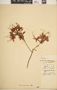 Image of Rhododendron calendulaceum
