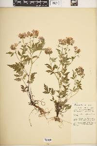 Phacelia bipinnatifida image