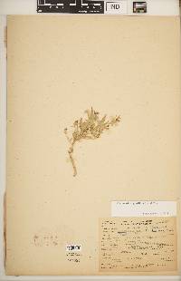 Image of Calceolaria angustiflora