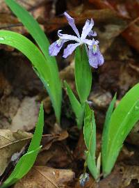 Image of Iris cristata