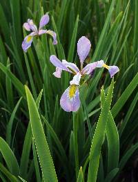 Image of Iris virginica
