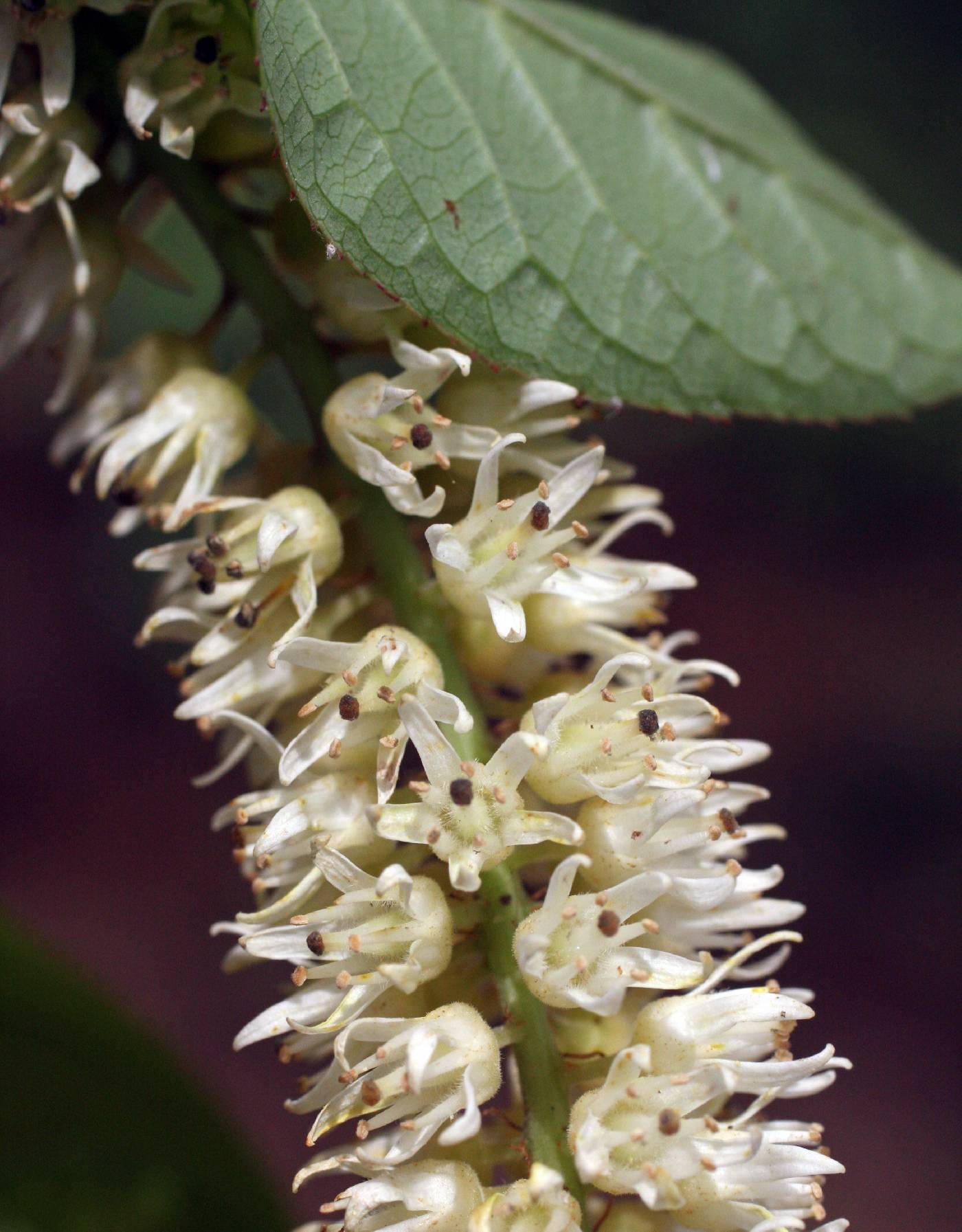 Itea virginica image