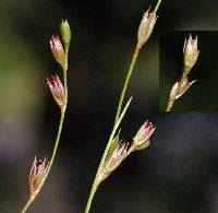 Juncus bufonius image