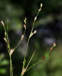 Juncus bufonius image