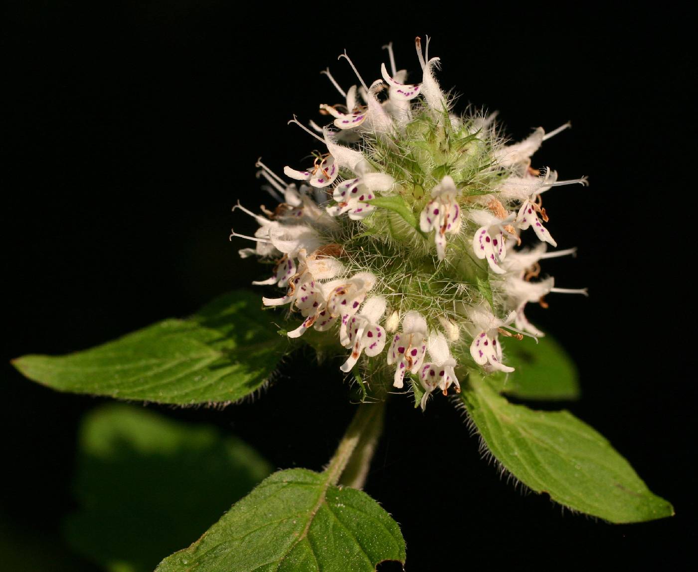 Lamiaceae image