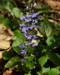 Ajuga reptans image