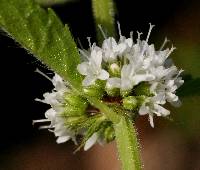 Mentha arvensis image