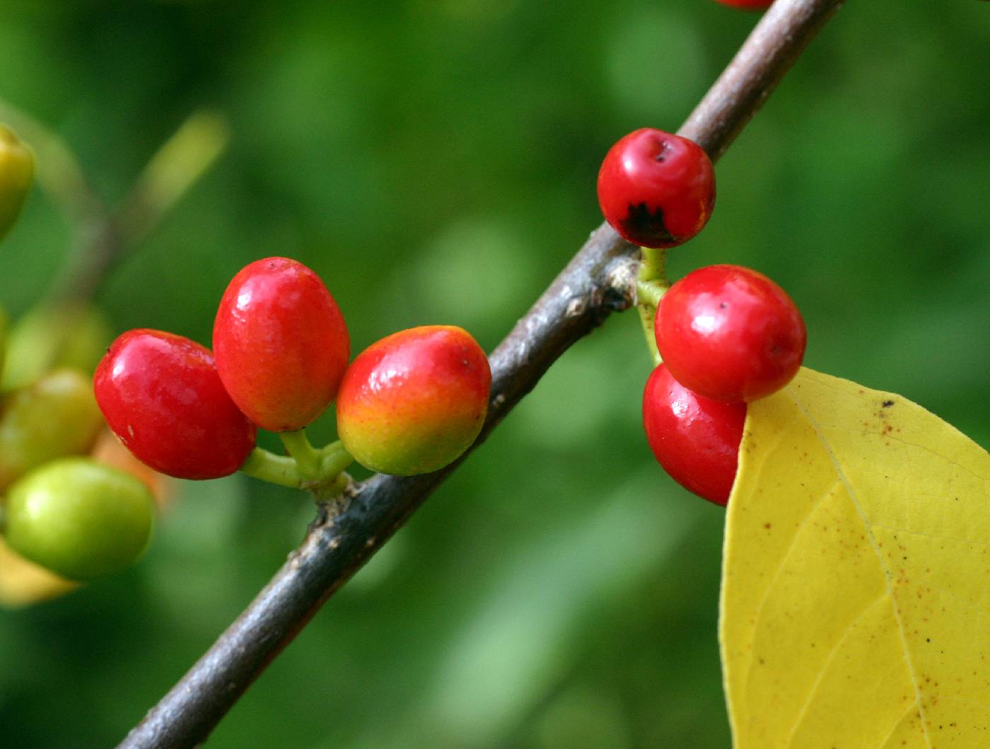 Lindera benzoin image