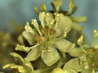 Sassafras albidum image