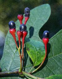 Sassafras albidum image