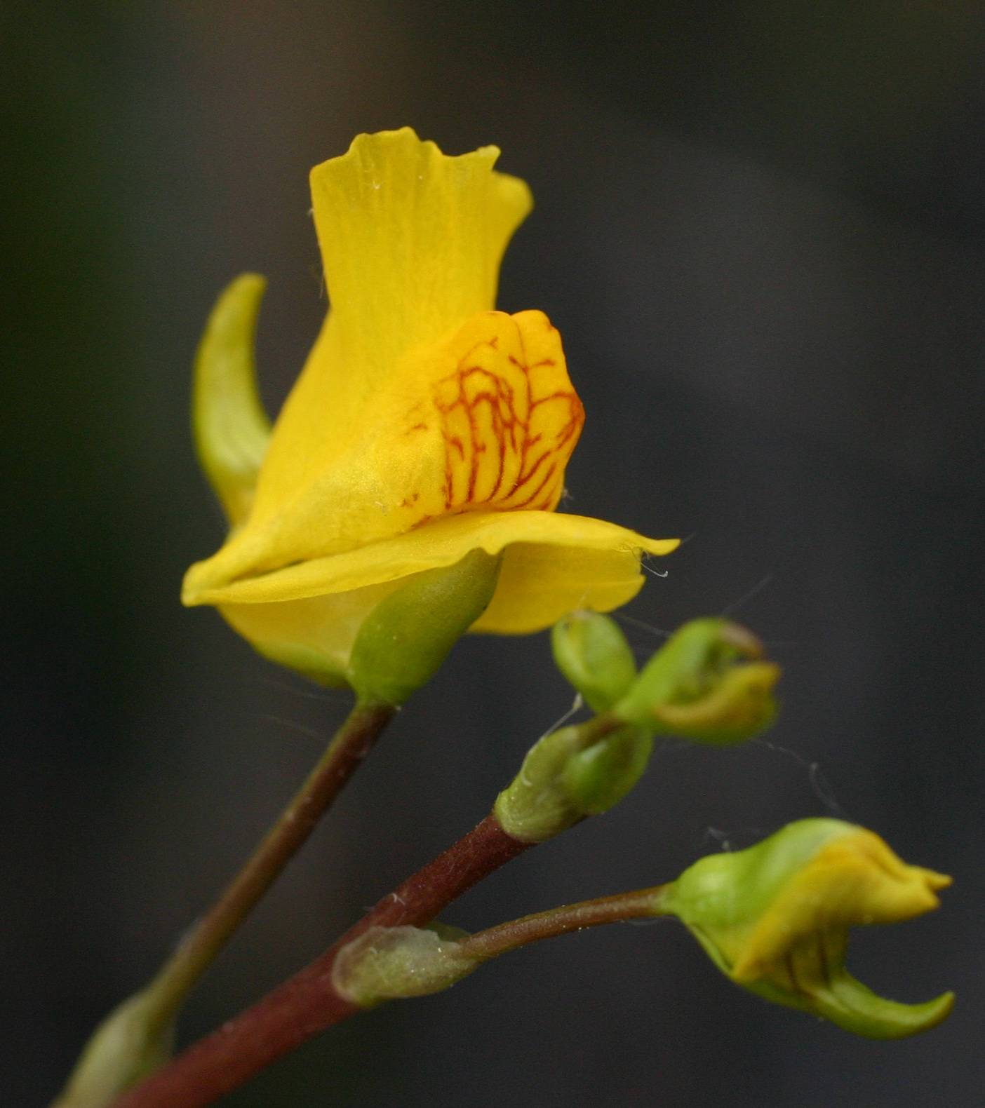 Utricularia image