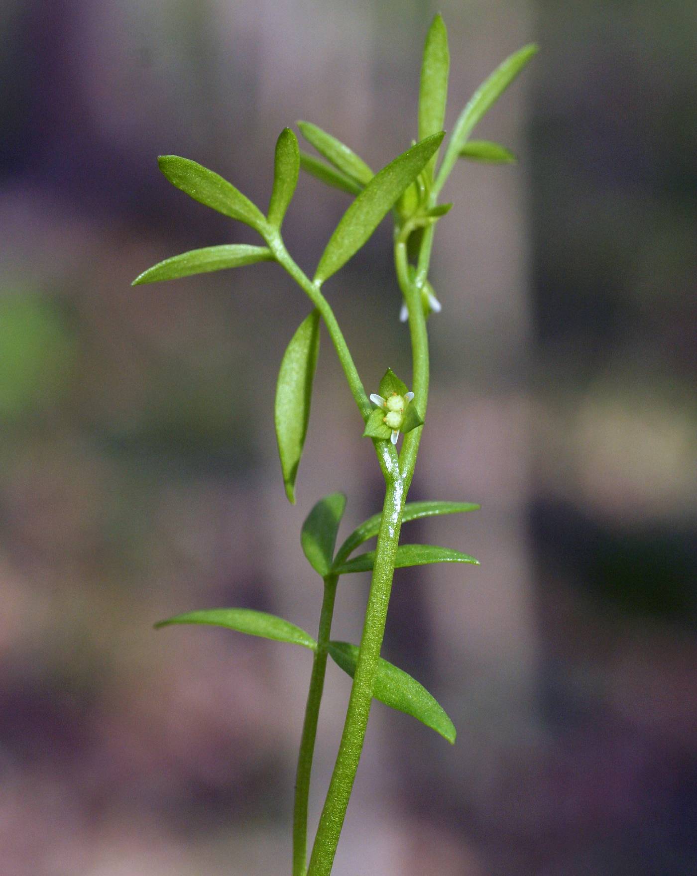 Limnanthaceae image