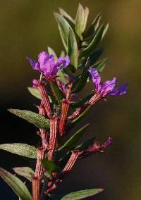 Image of Lythrum alatum