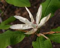 Image of Magnolia tripetala