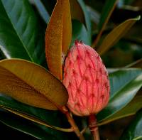 Image of Magnolia grandiflora