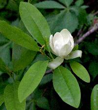 Image of Magnolia virginiana