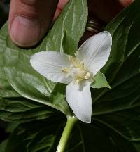 Trillium flexipes image