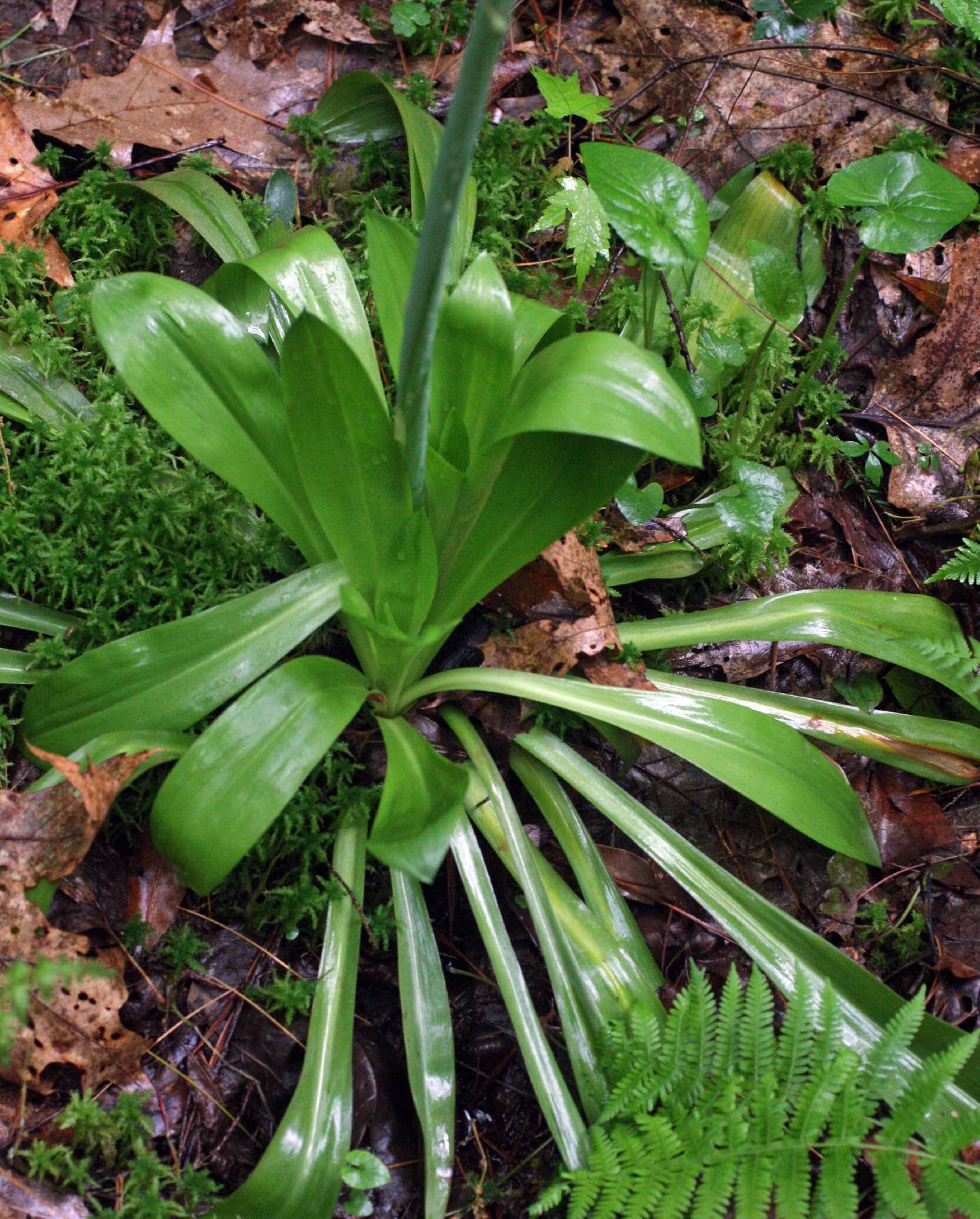 Helonias bullata image