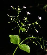 Image of Claytonia sibirica