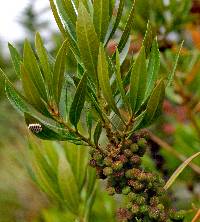 Image of Morella californica